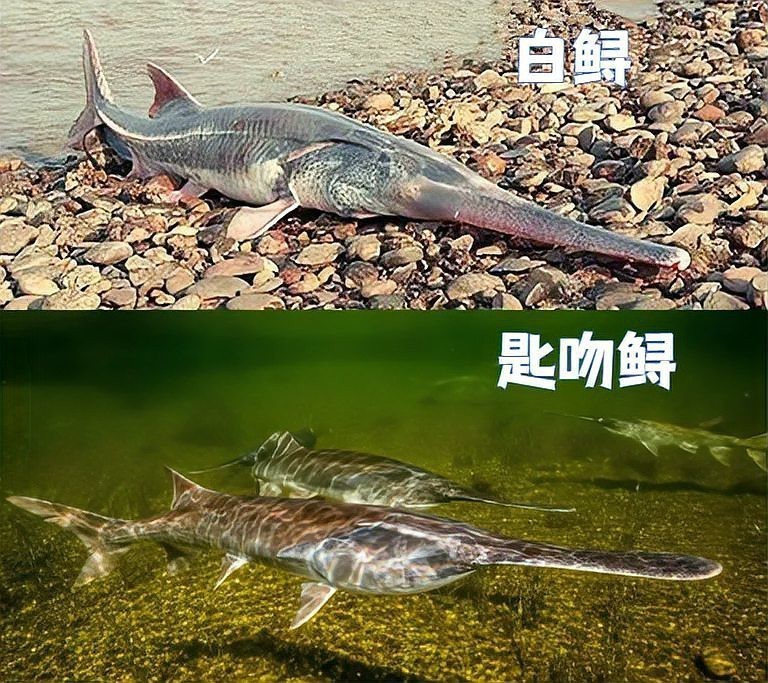 大嘴魚的真實照片