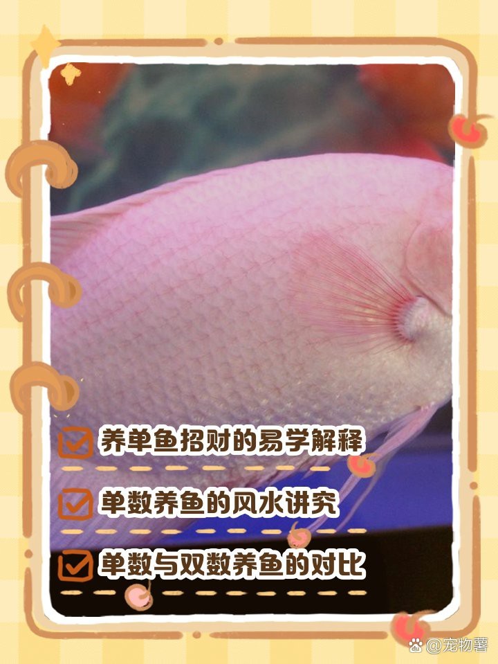 發(fā)財龍魚一般養(yǎng)幾條