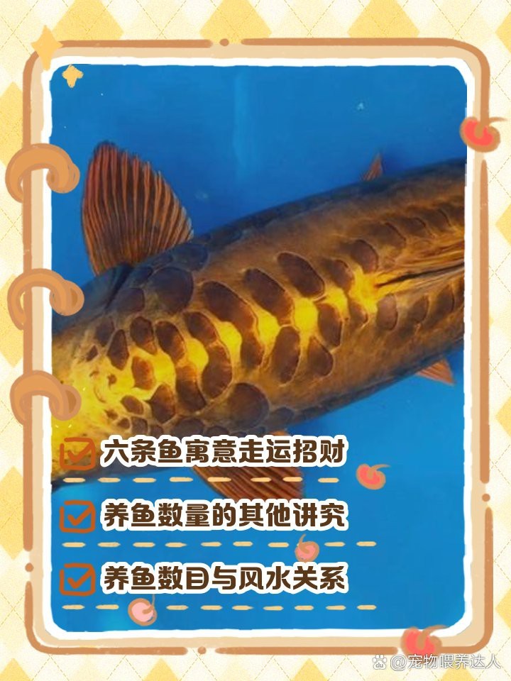 發(fā)財龍魚一般養(yǎng)幾條