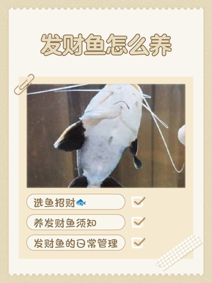 發(fā)財龍魚一般養(yǎng)幾條