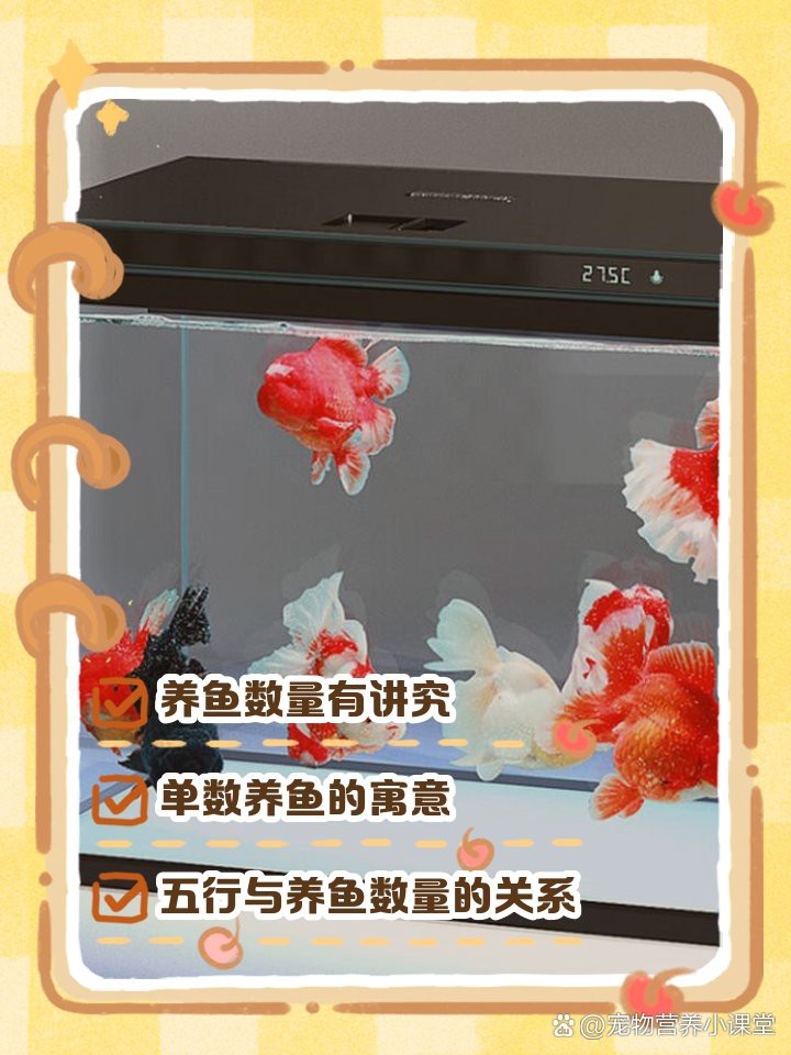 發(fā)財龍魚一般養(yǎng)幾條