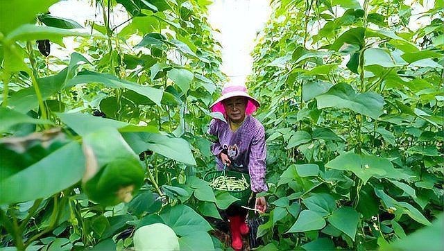 高效氯氰菊酯多久失效