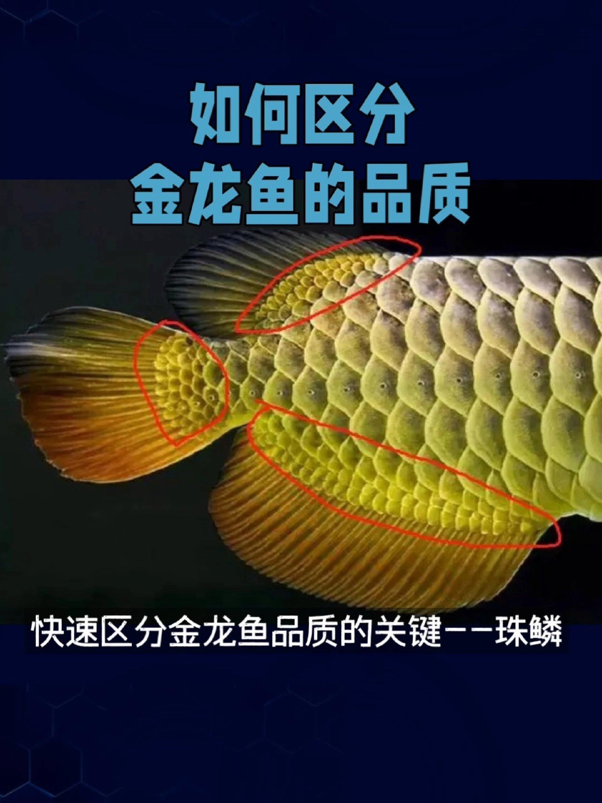 如何鑒賞24K金龍魚的品質(zhì)？