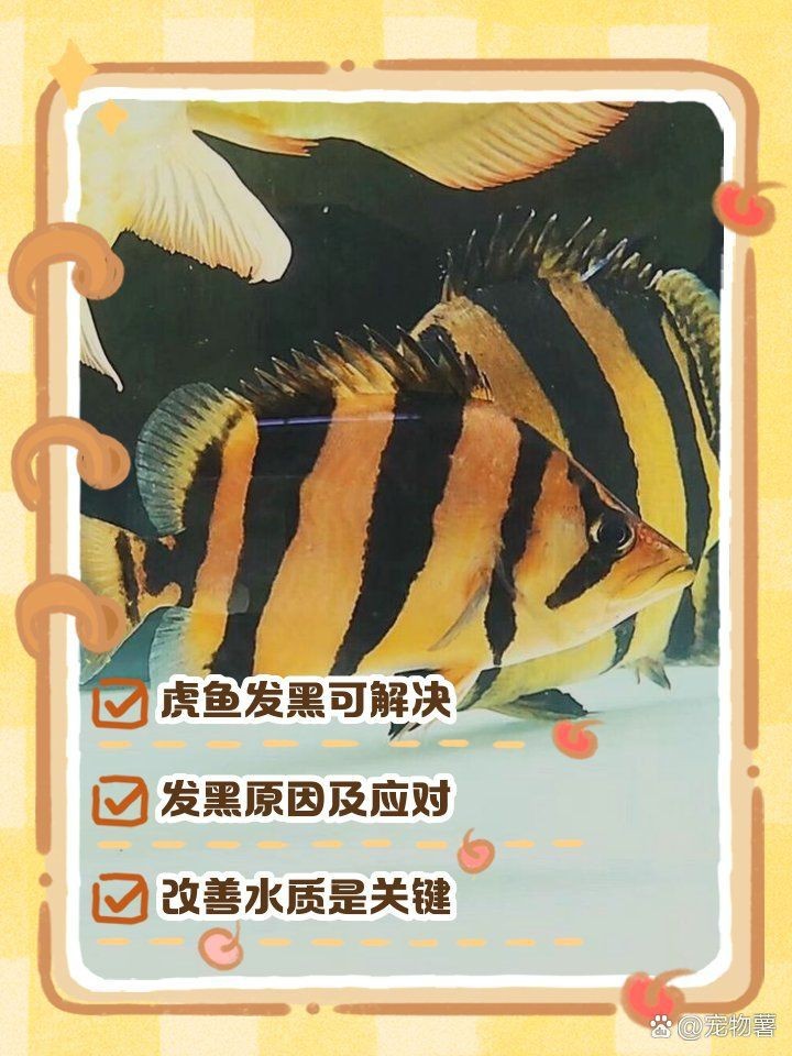 虎魚買回來就變黑了