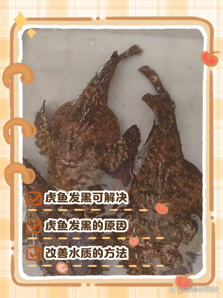 虎魚買回來就變黑了
