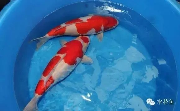 龍魚麻藥過量會導致死亡嗎圖片