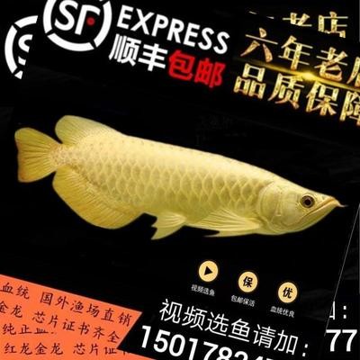 武勝縣沿口好運(yùn)來(lái)水族館（武勝縣沿口好運(yùn)來(lái)水族館電話(huà)）