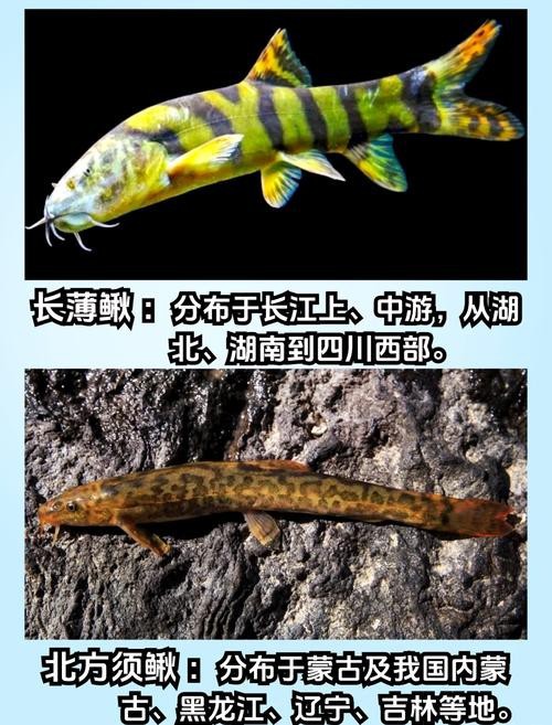 十二種泥鰍圖片