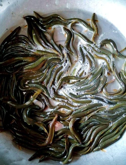 十二種泥鰍圖片