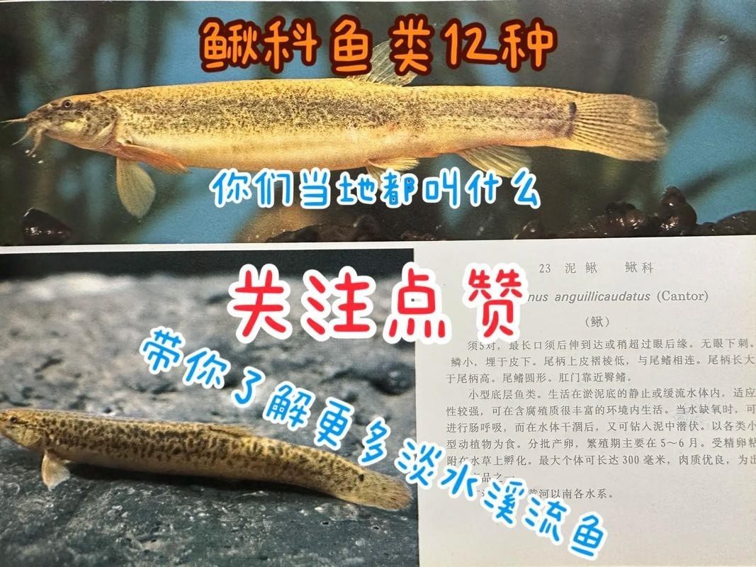 十二種泥鰍圖片