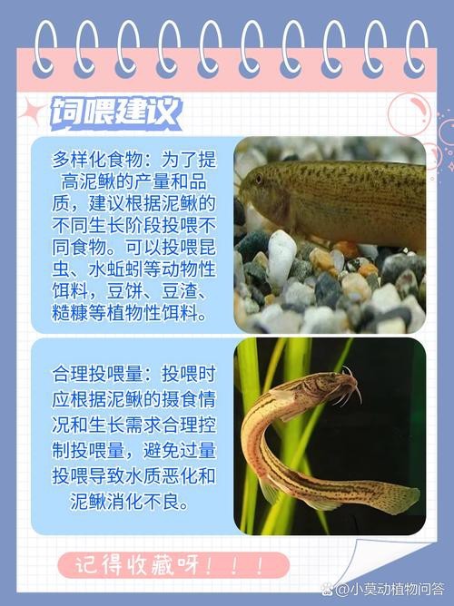 十二種泥鰍圖片