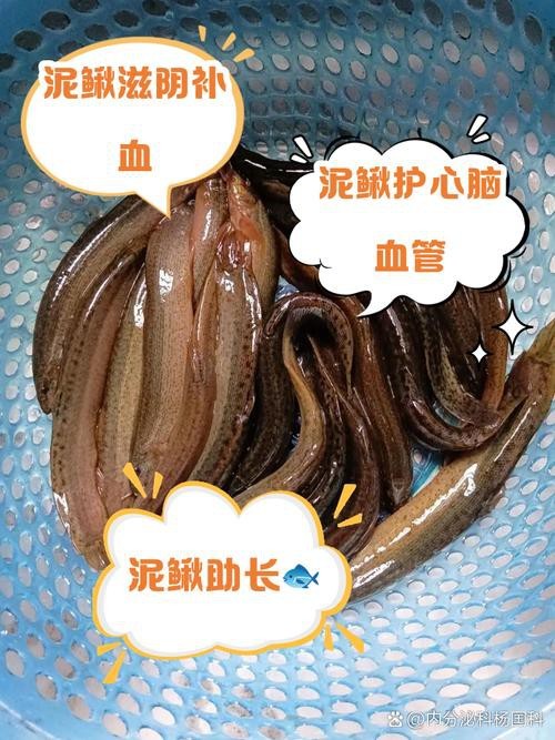 十二種泥鰍圖片