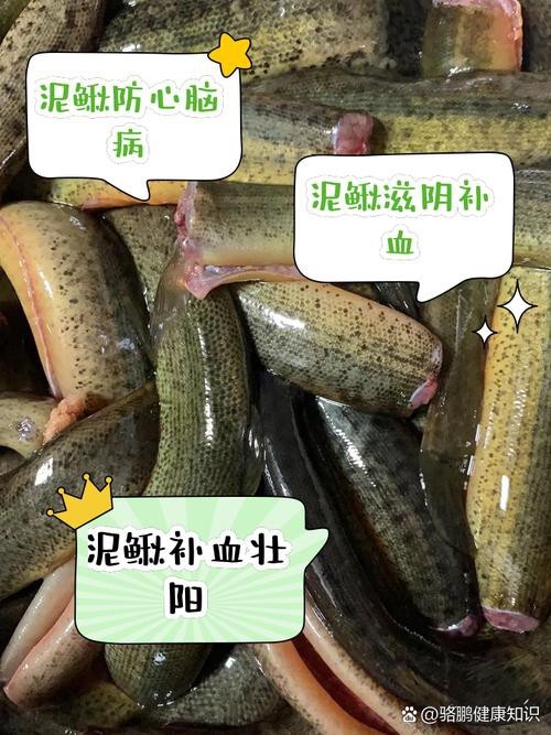十二種泥鰍圖片