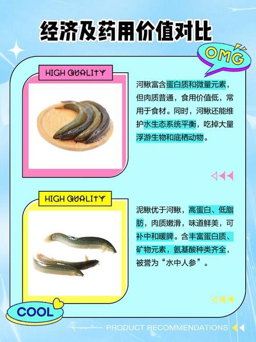 十二種泥鰍圖片