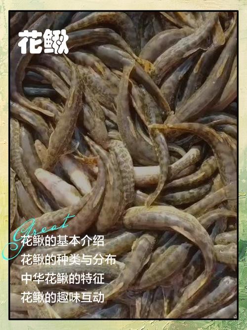十二種泥鰍圖片