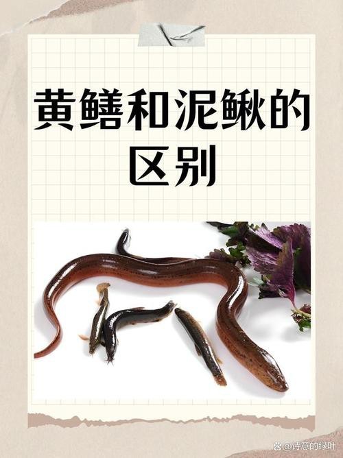 十二種泥鰍圖片