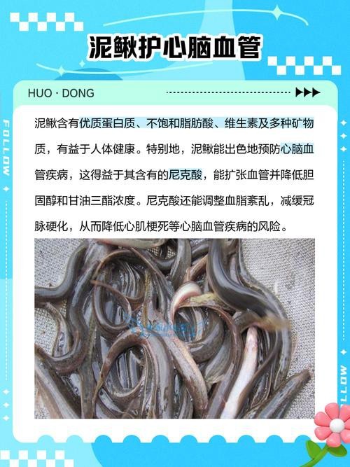 十二種泥鰍圖片
