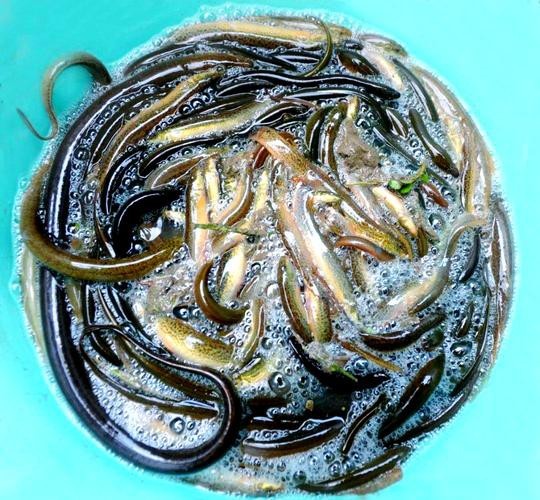 十二種泥鰍圖片