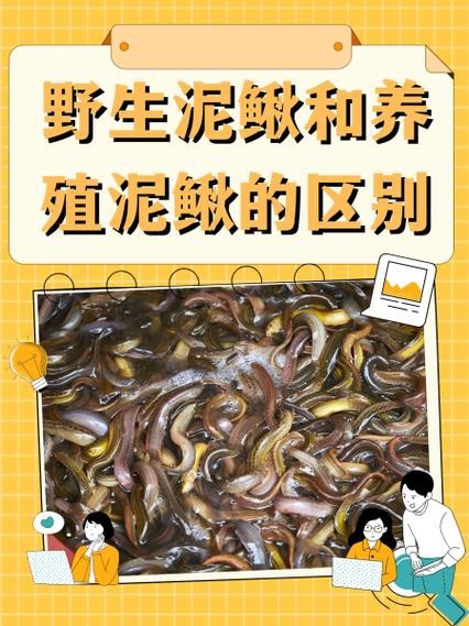 十二種泥鰍圖片