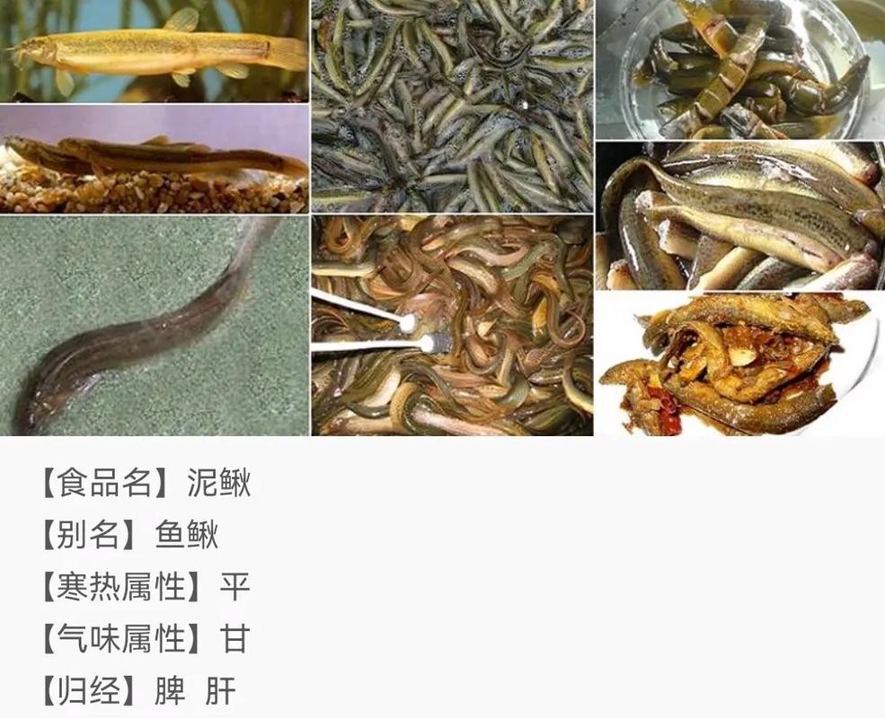 十二種泥鰍圖片