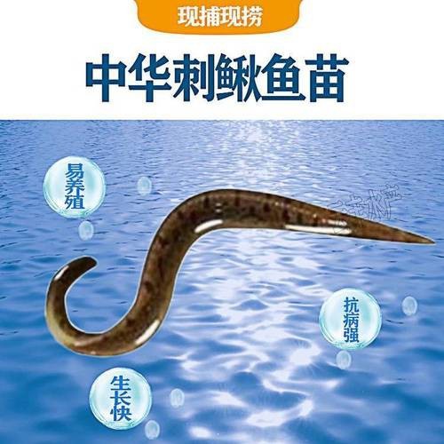 十二種泥鰍圖片