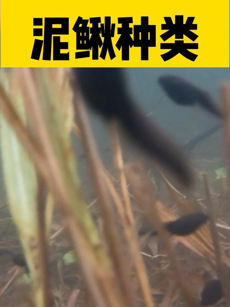 十二種泥鰍圖片