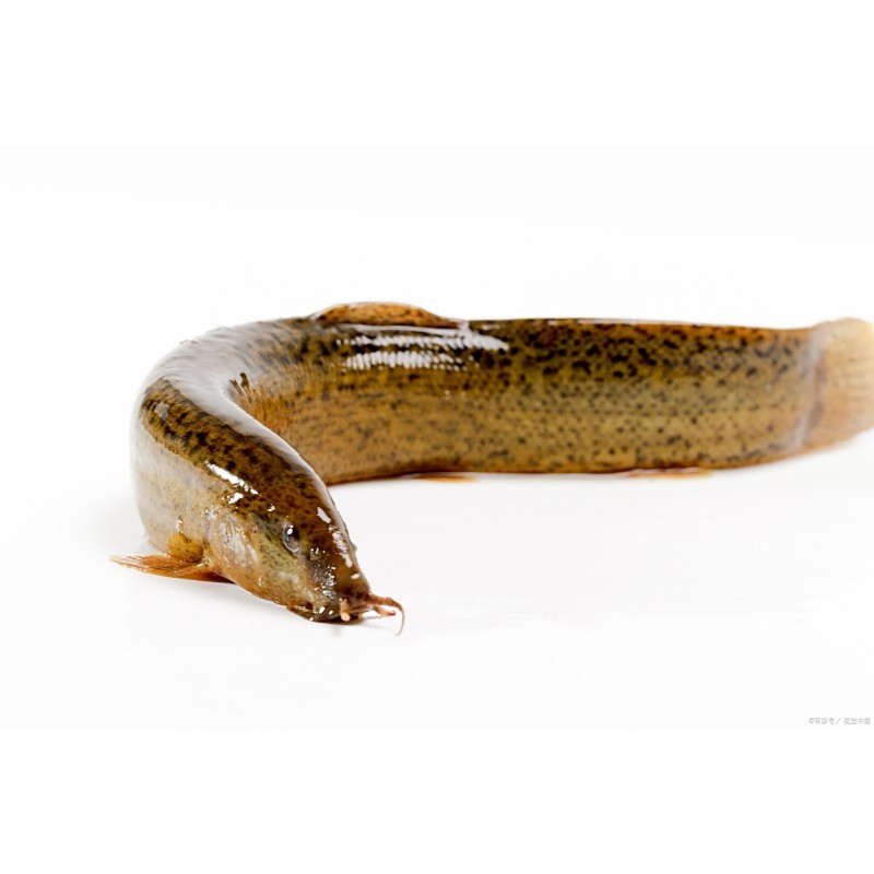 十二種泥鰍圖片