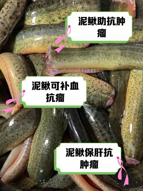 十二種泥鰍圖片