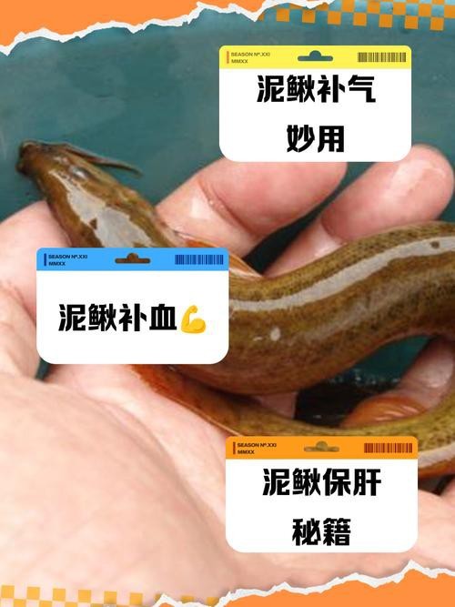 十二種泥鰍圖片