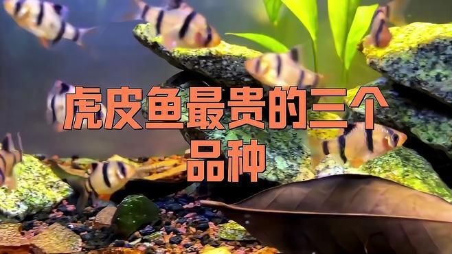 虎魚最貴的三個品種