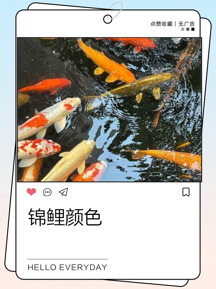 錦鯉幼苗顏色對照表