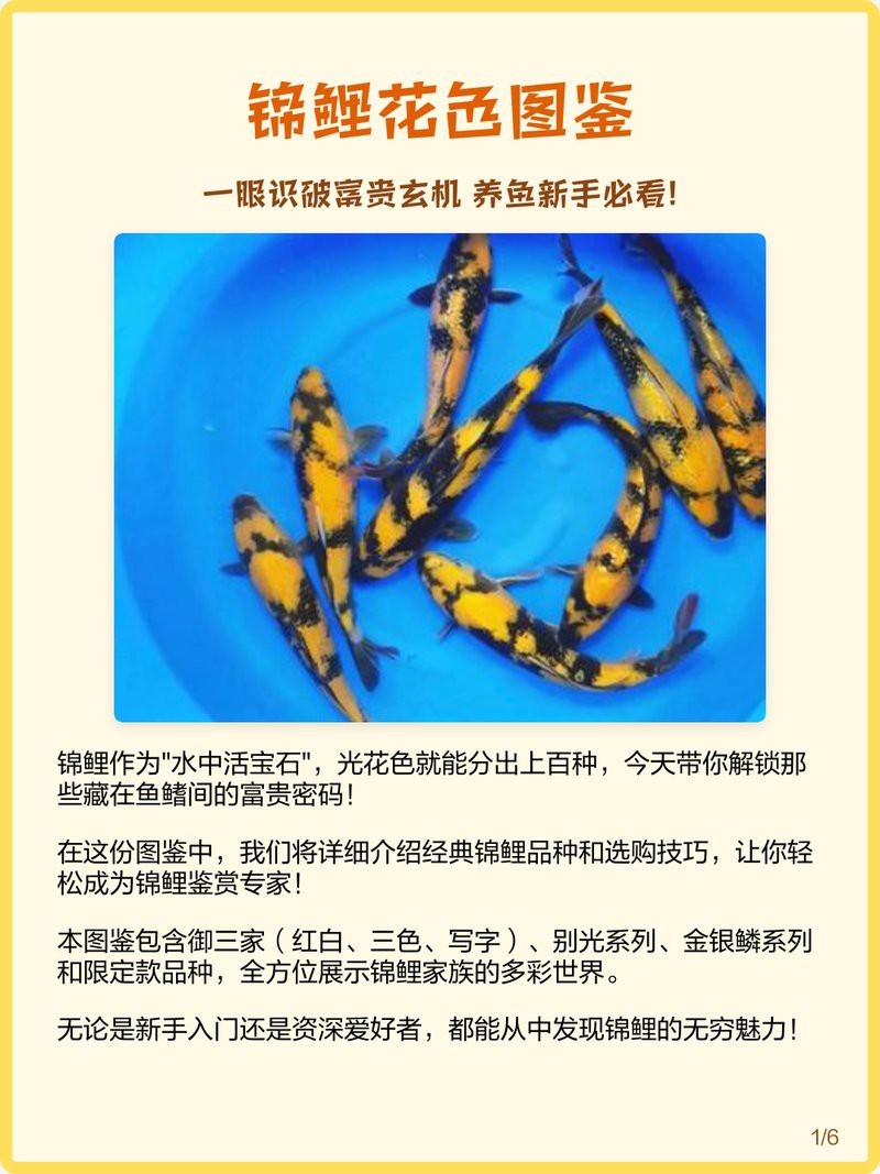 錦鯉幼苗顏色對照表