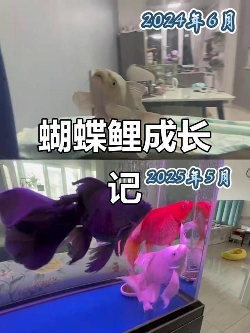 給我一份紅龍魚換水記錄表，紅龍魚換水記錄表模板