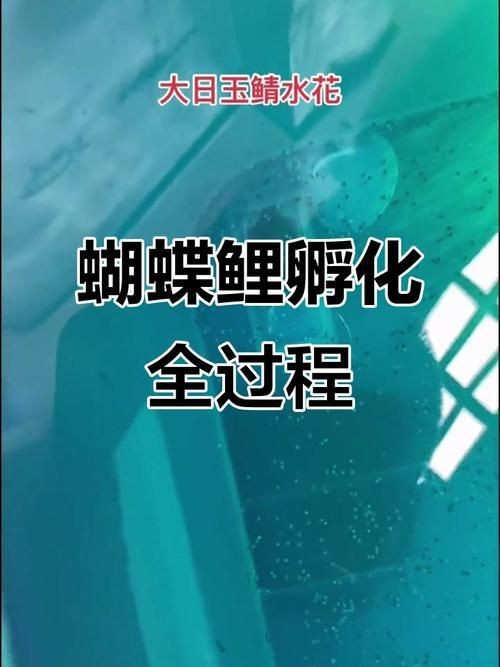 蝴蝶鯉成長過程圖