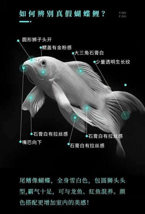 蝴蝶鯉成長過程圖