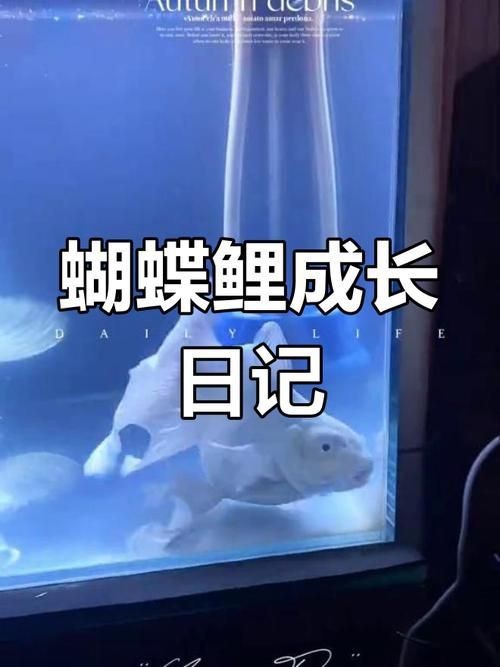 蝴蝶鯉成長過程圖