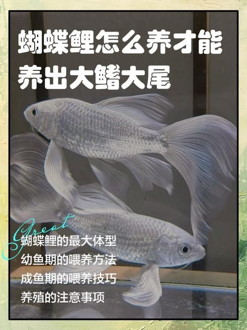 蝴蝶鯉成長過程圖