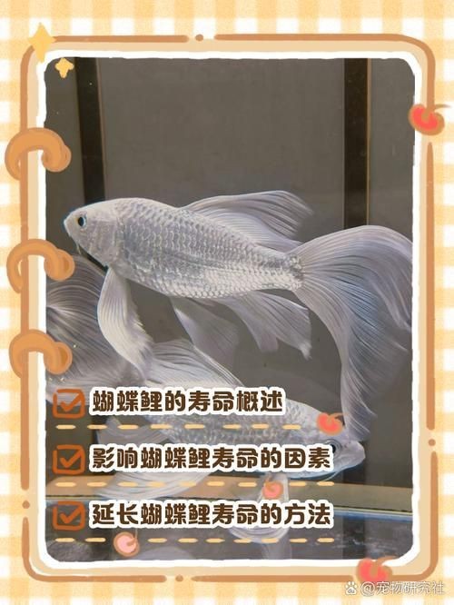 蝴蝶鯉成長過程圖
