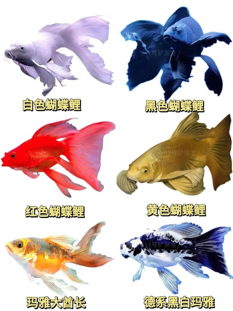蝴蝶鯉成長過程圖