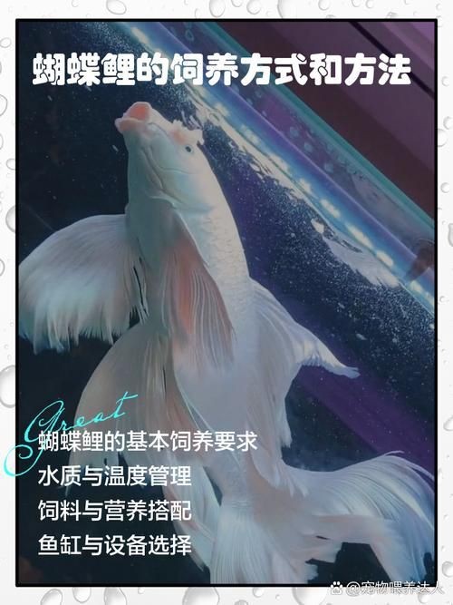蝴蝶鯉成長過程圖