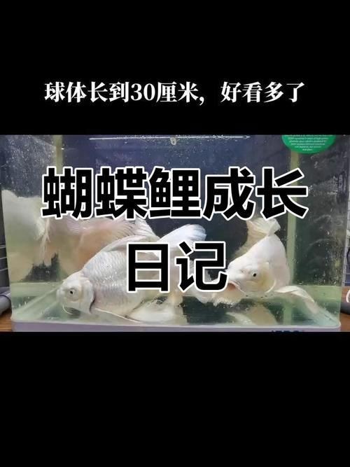 蝴蝶鯉成長過程圖