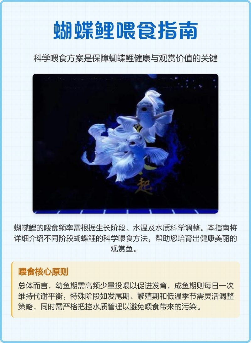 蝴蝶鯉成長過程圖