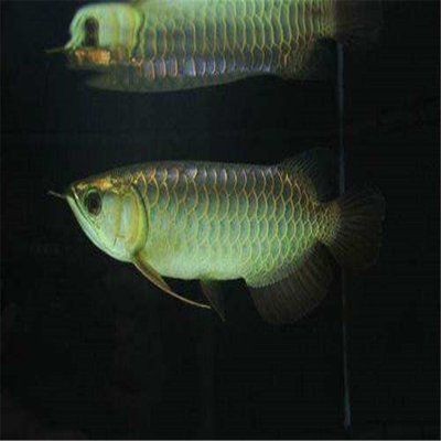 濟寧市任城區鳳華水族館（濟寧市任城區鳳華水族館電話）