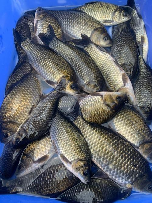 魚圖片大全大圖真實
