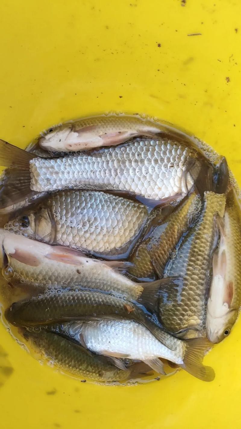 魚圖片大全大圖真實