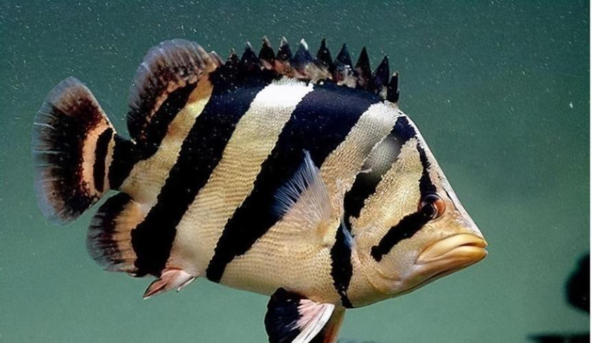 魚圖片大全大圖真實