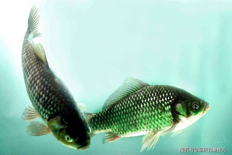 魚圖片大全大圖真實