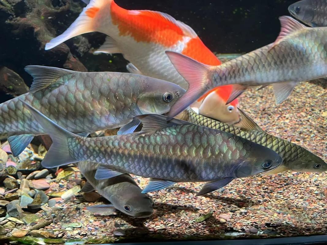 魚圖片大全大圖真實