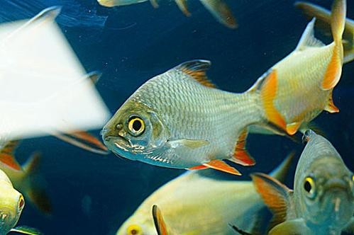 魚圖片大全大圖真實