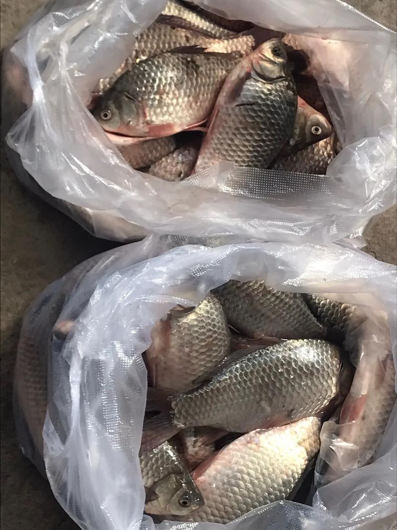 魚圖片大全大圖真實